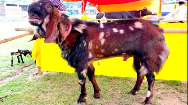 নজর কেড়েছে অলিউরের শিরোহি জাতের ছাগল