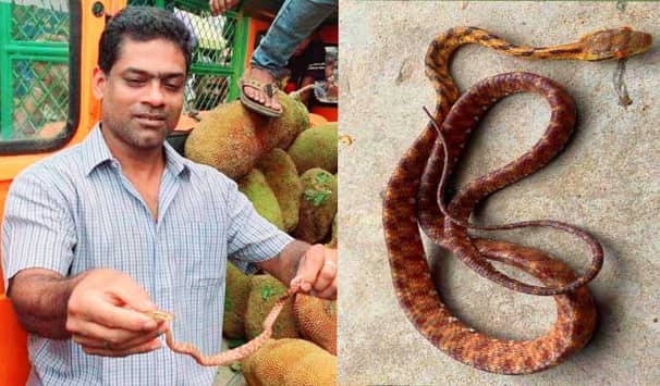 শ্রীমঙ্গলে কাঁঠালের জিপ থেকে দুর্লভ বিষাক্ত সাপ উদ্ধার