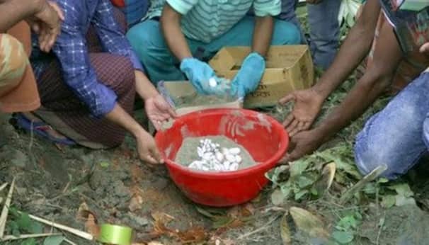 বসতঘরে মিললো ২৫ ডিমসহ বিষধর গোখরো