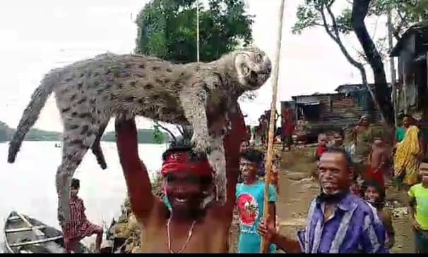 বুনো মেছো বাঘ মেরে এলাকাসীর ‘বুনো উল্লাস’!
