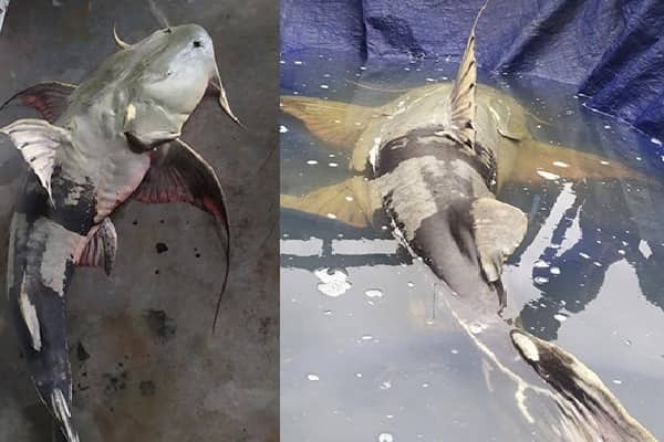 যমুনা নদীতে বড়শিতে ধরা পড়ল বিশাল বাঘাইড়