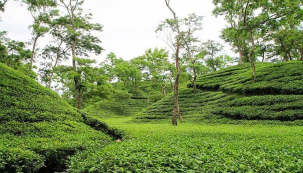 পাহাড়ে নারীর মাথা ও পায়ের খোঁজে পুলিশ