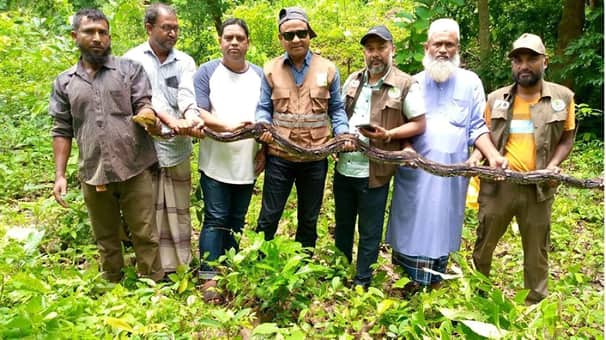 বাড়ি থেকে উদ্ধার বিশাল আকৃতির অজগর কাপ্তাই জাতীয় উদ্যানে অবমুক্ত