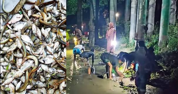 নদীর পানিতে হঠাৎ ভেসে উঠছে ঝাঁকে ঝাঁকে মাছ, রাতভর ধরার হিড়িক মাছ