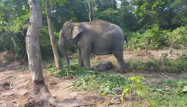 সাফারি পার্কে নতুন অতিথি, হাতি শাবকটির নাম রাখা হলো ‘আনারকলি’ হাতি