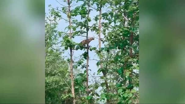 ২০ ফুট উঁচু গাছে উঠে চিতাবাঘের শিকার! চিতা