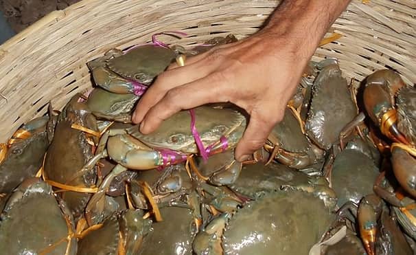 বরগুনায় কাঁকড়া চাষে ব্যাপক সফলতা চাষিদের