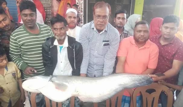 বোয়াল