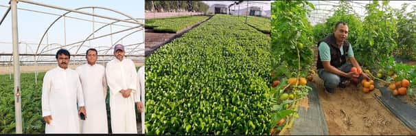 কুয়েতে বাংলাদেশের সবজি চাষে ঝুঁকছেন প্রবাসীরা