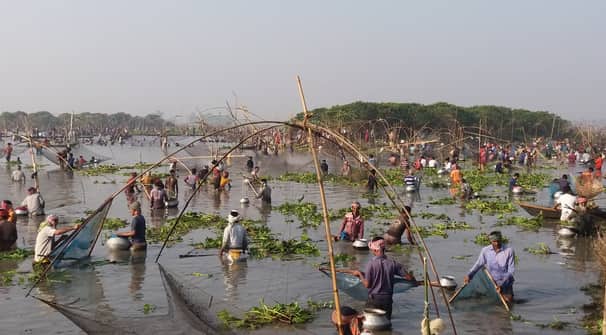 ভাঙ্গুড়ার রুহুল বিলে মাছ ধরার উৎসবে হাজারো শৌখিন মৎস্য শিকারি