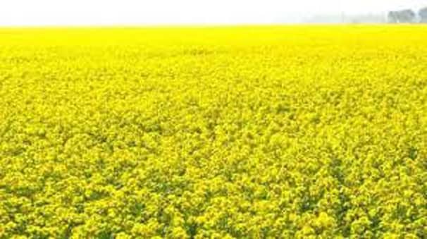 ফেনীতে সরিষার বাম্পার ফলনে কৃষকের মুখে হাসি