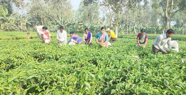 দিনাজপুরের চিরিরবন্দরে স্বপ্ন জাগাচ্ছে চা বাগান