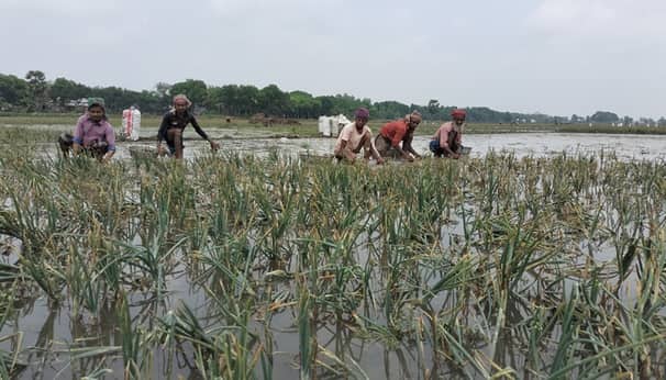 শিলাবৃষ্টিতে তলিয়ে গেছে পেঁয়াজ ক্ষেত, চাষিদের মাথায় হাত