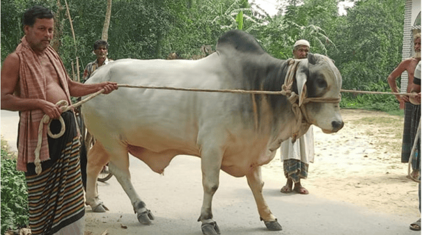 বঙ্গবন্ধু, বঙ্গমাতা ও প্রধানমন্ত্রীর নামে কোরবানি দিলেন কিশোরগঞ্জের দম্পতি