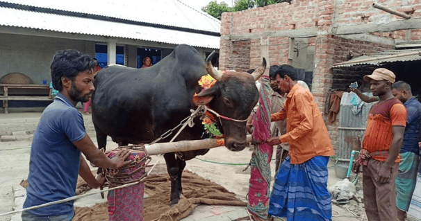 ৪২ মণের ‘বিগবস’ কিনলে মোটরসাইকেল ফ্রি দেওয়ার ঘোষণা মালিকের