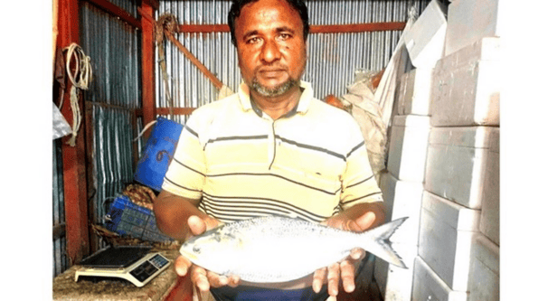 এক ‘রাজা’ ইলিশ সাড়ে ছয় হাজার টাকা বিক্রির জন্য পাঠানো হলো ঢাকায় ইলিশ