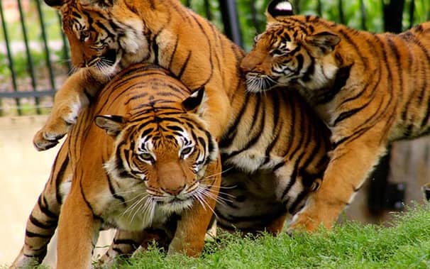 আজ বিশ্ব বাঘ দিবস বাঘ