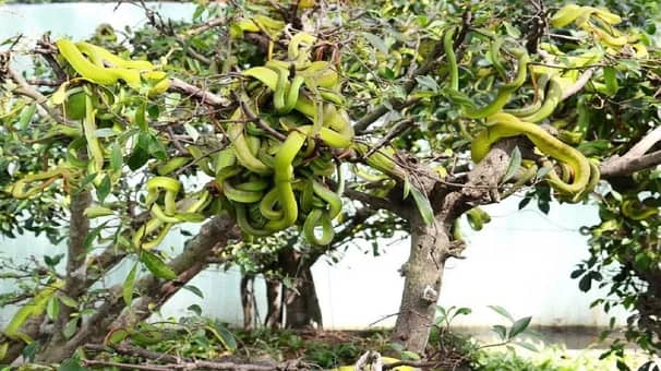 ভিয়েতনামে সাপের বাগান