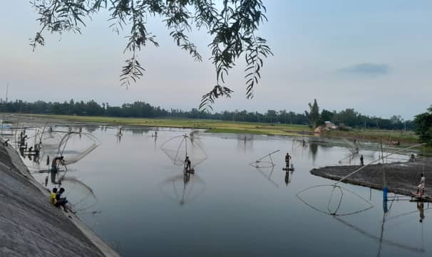 সারি সারি ছিপজালে ছোট মাছের ছড়াছড়ি