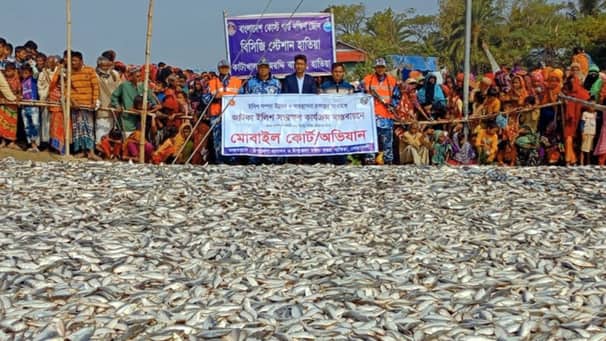 ৪২০ মণ জাটকা ইলিশ জব্দ