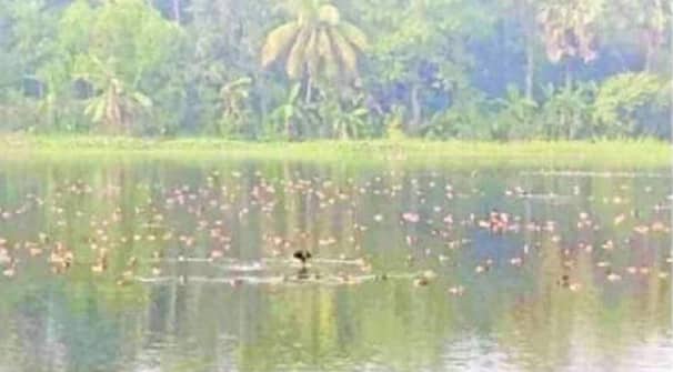 ঝাঁকে ঝাঁকে অতিথি পাখির কিচিরমিচির শব্দে মুখরিত আজরাঈল দীঘি আজরাঈল দীঘি