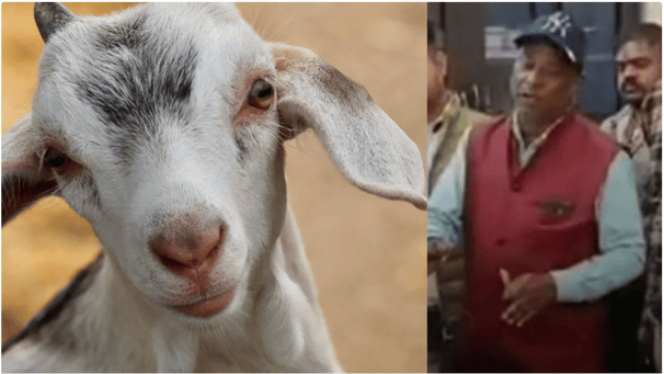 ১২০ কেজির ছাগল চুরি করলো চোর, নাওয়া-খাওয়া ভুললেন বিজেপি নেতা