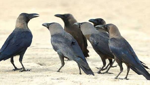 কাক