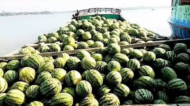 ঝড়ের কবলে পড়ে ১৫ হাজার তরমুজ নিয়ে ট্রলার ডুবলো মেঘনায় ১৫ হাজার তরমুজ নিয়ে ট্রলার ডুবলো মেঘনায়