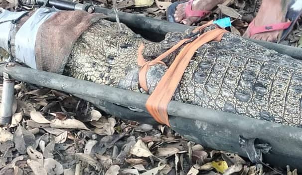 কুমিরের পিঠে স্যাটেলাইট ট্রান্সমিটার বসিয়ে নদীতে অবমুক্ত কুমিরের পিঠে স্যাটেলাইট ট্রান্সমিটার