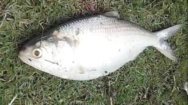 hilsha-fish