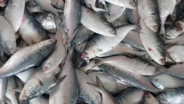 এক জালে ধরা পড়ল ৪০ লাখ টাকার ইলিশ ইলিশ