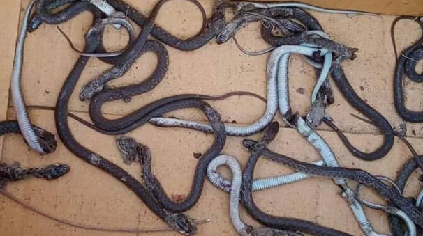 ভুট্টা গাছ টানতেই বেরিয়ে এলো ৪৫ গোখরা সাপ