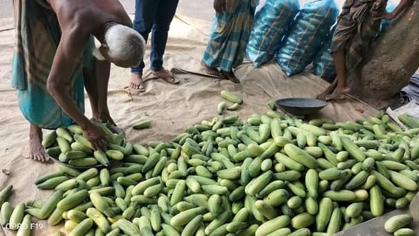 শসার কেজি আড়াই টাকা, লোকসানে চাষিরা cucumber