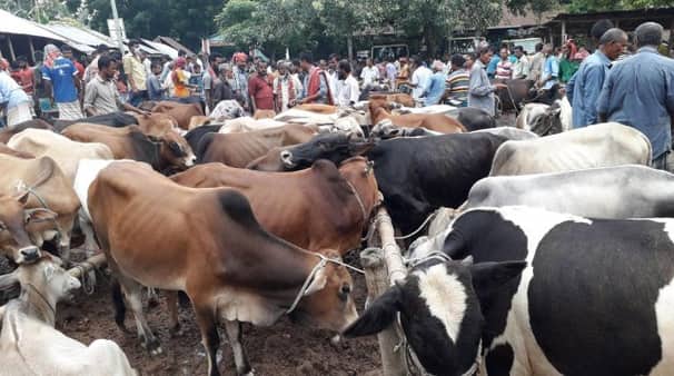 পশুর অভাব নেই, তবু এবার দাম থাকবে চড়া কোরবানির পশু