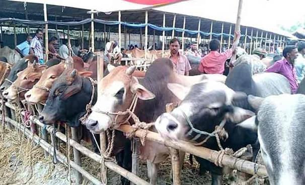 animal market