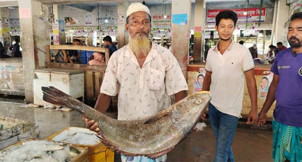 ২১ কেজির ভোল বিক্রি হলো সাড়ে ৩ লাখ টাকায় volume of 21 kg
