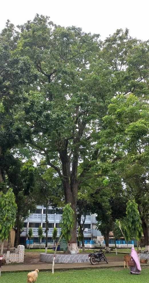 বিলুপ্তপ্রায় বৃক্ষ পারুলের শেষ গাছটির অবস্থান বগুড়ার সোনাতলায়