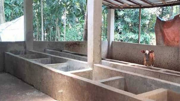 প্রবাস জীবনের টাকায় কেনা ১৪ গরুই চুরি হলো কুদ্দুসের