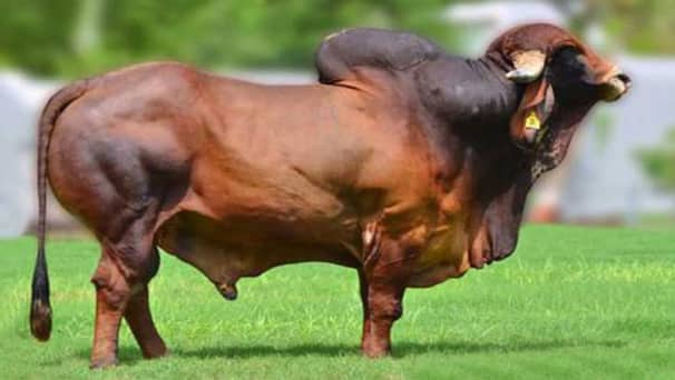 Cow
