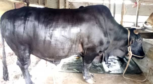 কুরবানীর ঈদের সেরা গরু কালা মানিক Kala manik