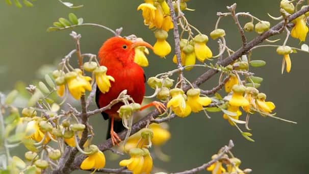 The honeycreeper