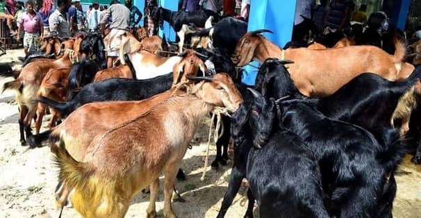 নকল দাঁত লাগিয়ে কোরবানির পশু বিক্রি, বিক্রেতা গ্রেপ্তার