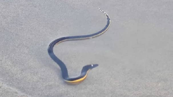 yellow-bellied