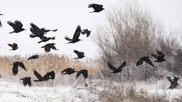 Crow