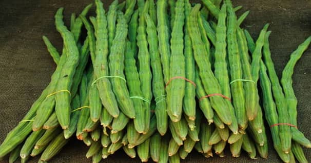 ডাঁটা