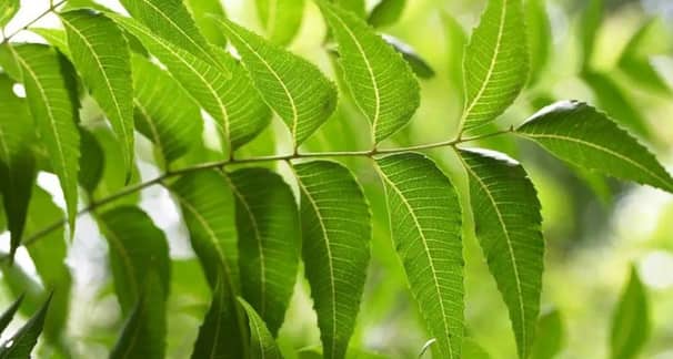 নিম