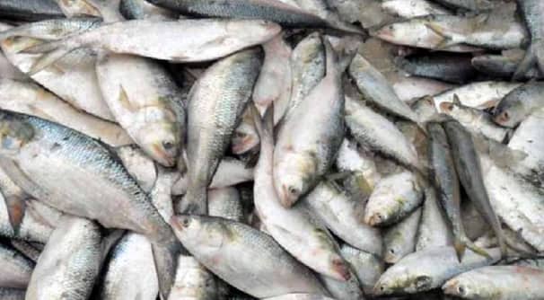 জাটকা সংরক্ষণ সপ্তাহ-২০২৬