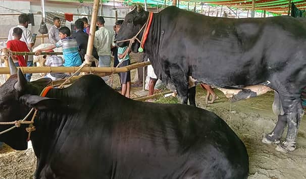 বিদেশি জাতের গরু