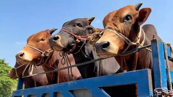 Cow