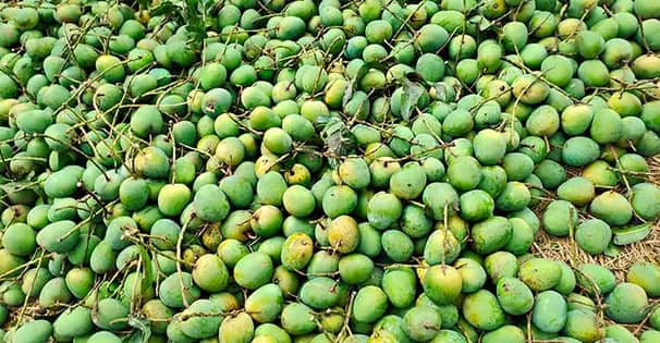 Mango